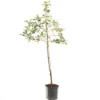 Appelboom (Malus Dom. Golden Delicious Leivorm), In Pot