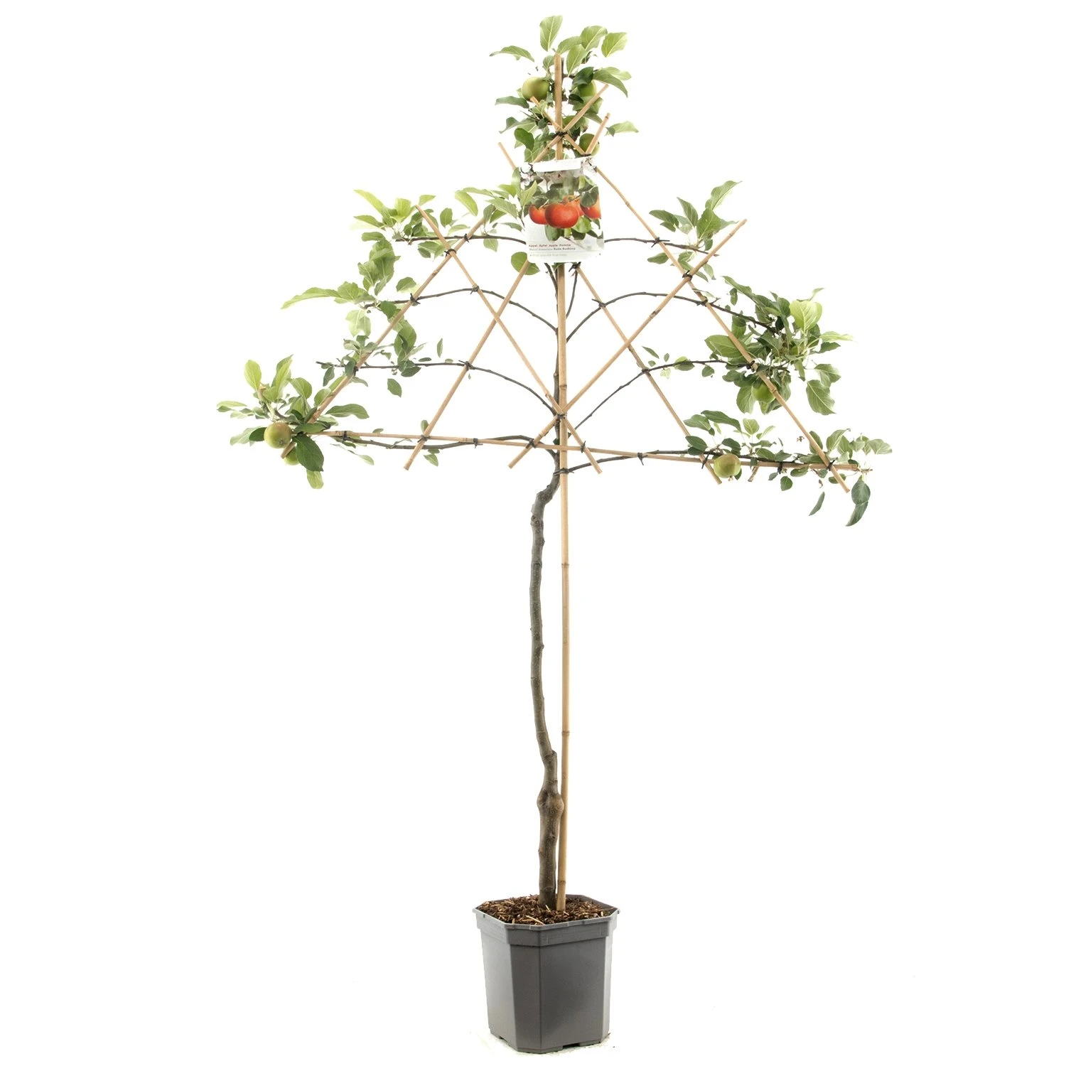 Appelboom (Malus Dom. Rode Boskoop Leivorm), In Pot 1 Appelboom (Malus Dom. Rode Boskoop Leivorm), In Pot