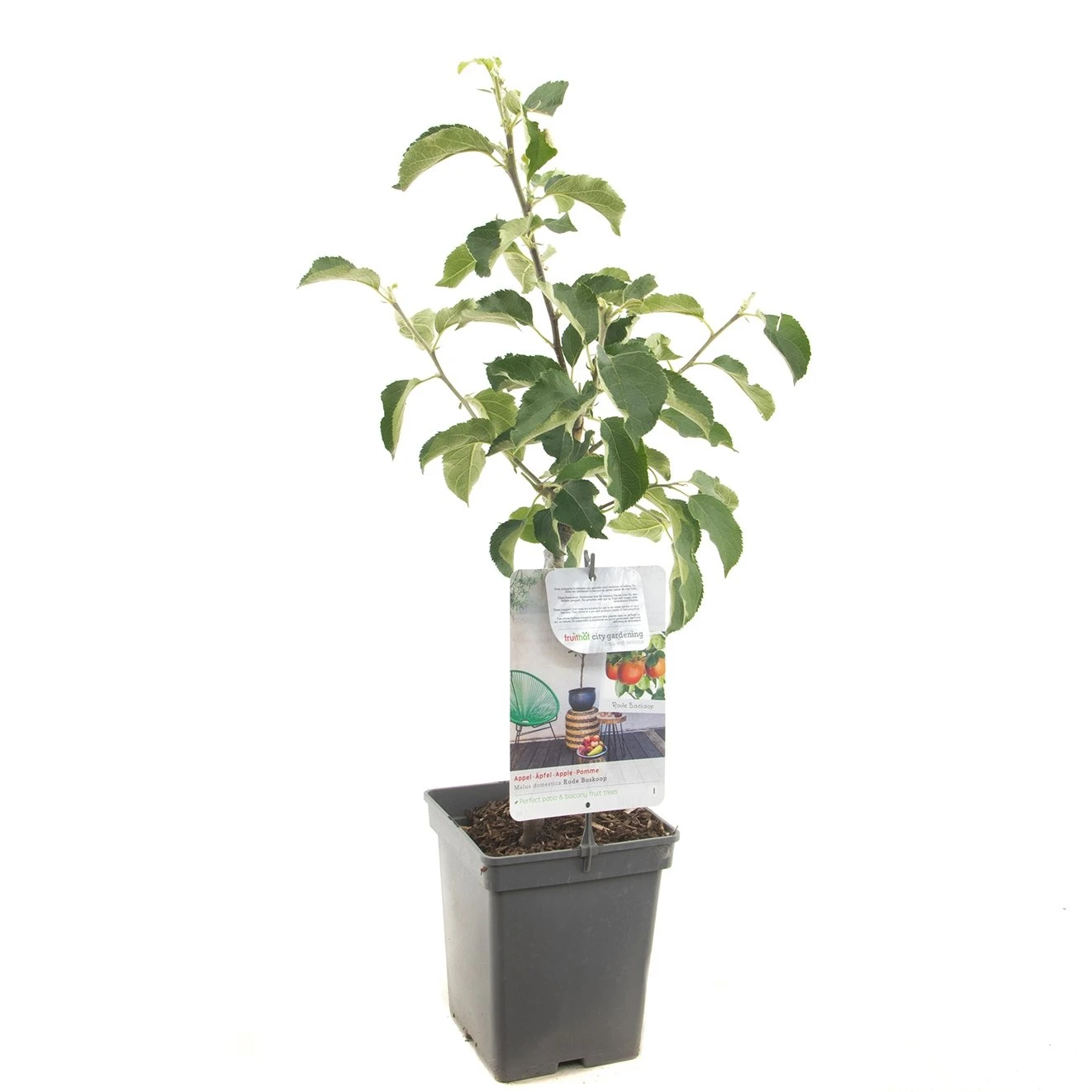 Appelboom (Malus Dom. Rode Boskoop Patio), In Pot 1 Appelboom (Malus Dom. Rode Boskoop Patio), In Pot