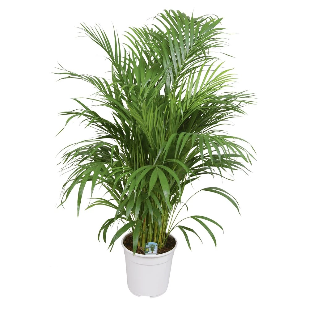 Areca Palm, In 24cm-pot 120cm Hoog 1 Areca Palm, In 24cm-pot 120cm Hoog
