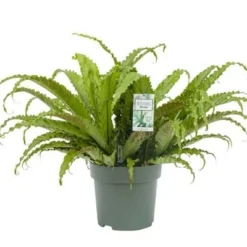 Asplenium Osaka, In 30cm-pot