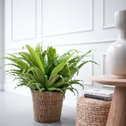 Goedkope Tuin Groei Winkel -Goedkope Tuin Groei Winkel asplenium osaka in 30cm pot 600x600 61fce46fb49ee l