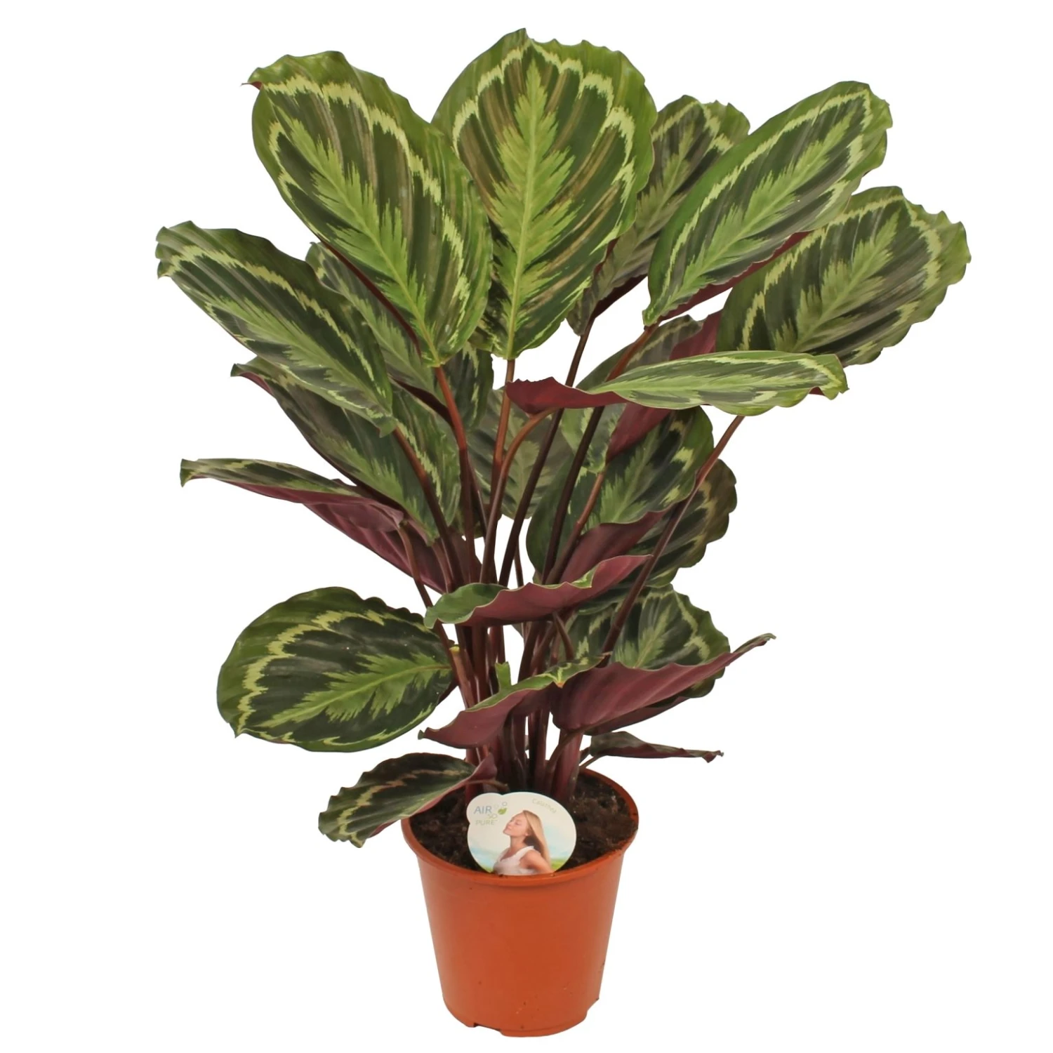 Calathea 'Medallion', In 19cm-pot 1 Calathea 'Medallion', In 19cm-pot