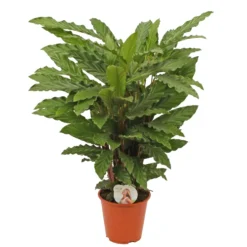 Calathea 'Miroscha', In 19cm-pot