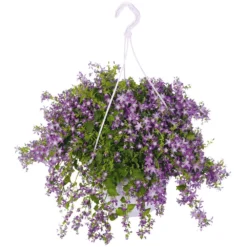 Campanula Addenda, In 27cm-hangpot