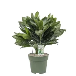 Chamaedorea Metallica, In 27cm-pot