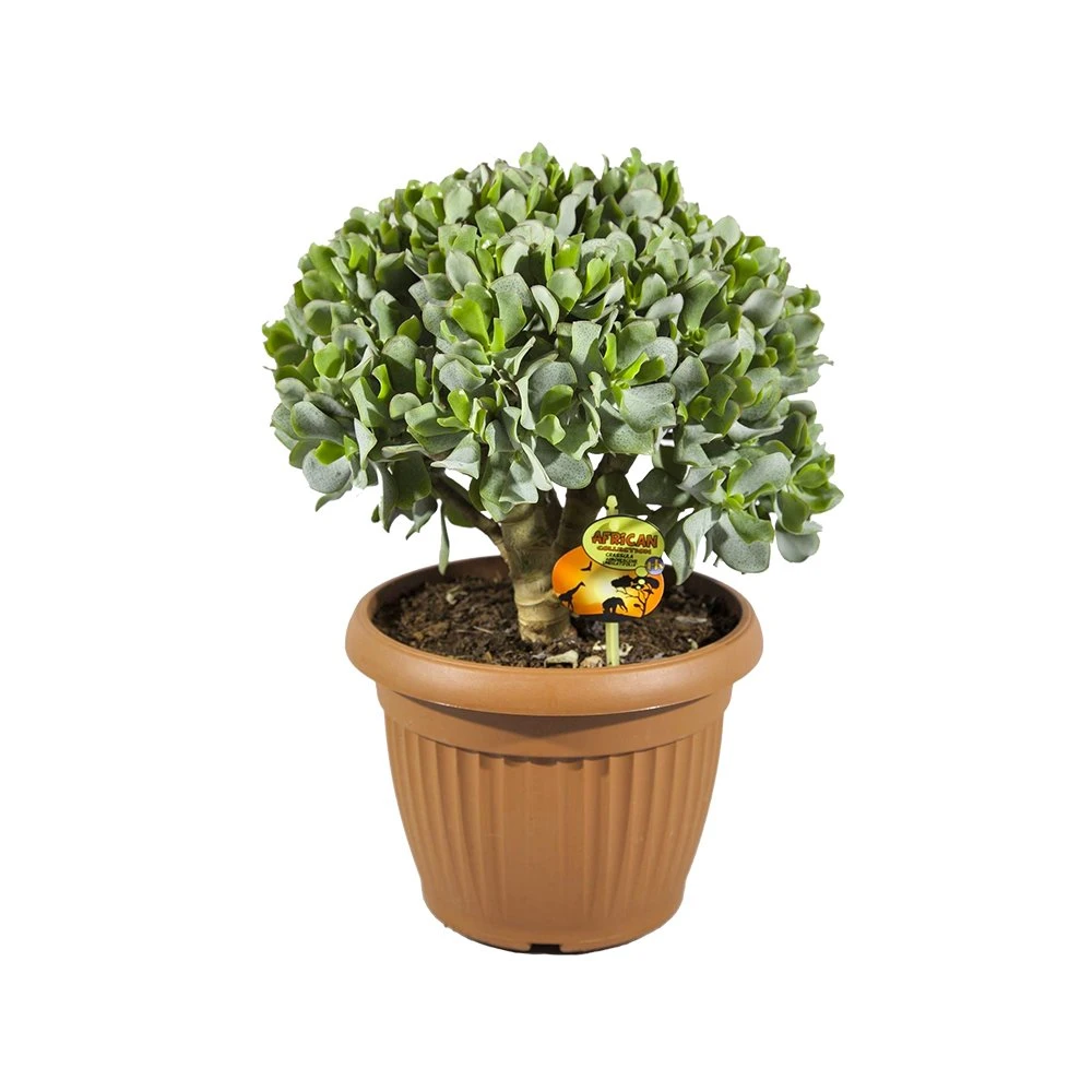 Crassula Undilatifolia, In 25cm-pot 1 Crassula Undilatifolia, In 25cm-pot