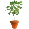 Ficus Carica 150-170 Hoog, In 27cm-pot
