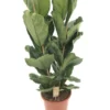 Ficus Lyrata, In 34cm-pot 140cm Hoog