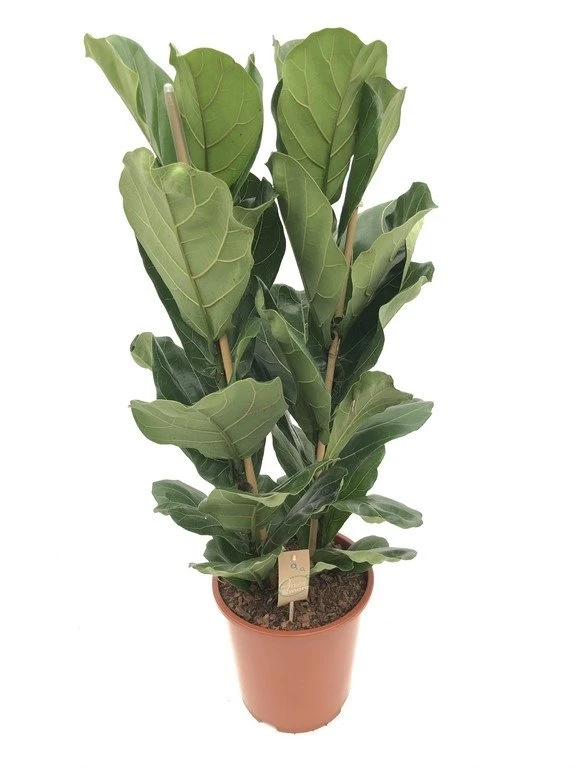 Ficus Lyrata, In 34cm-pot 140cm Hoog 1 Ficus Lyrata, In 34cm-pot 140cm Hoog