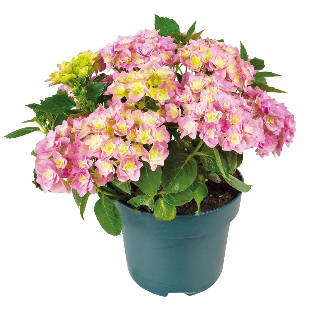 Hortensia Double Dutch, In 23cm-pot 1 Hortensia Double Dutch, In 23cm-pot