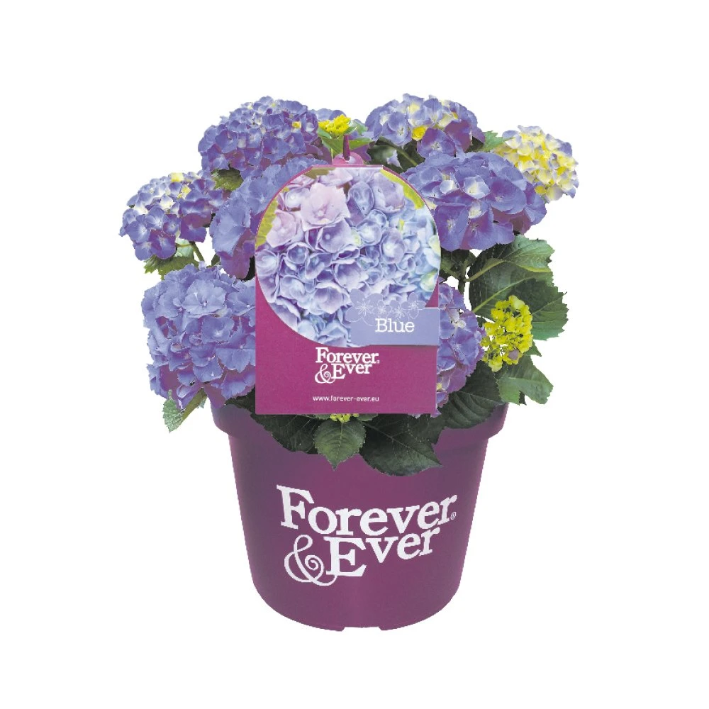 Hortensia Forever&Ever, In 23cm-pot 1 Hortensia Forever&Ever, In 23cm-pot