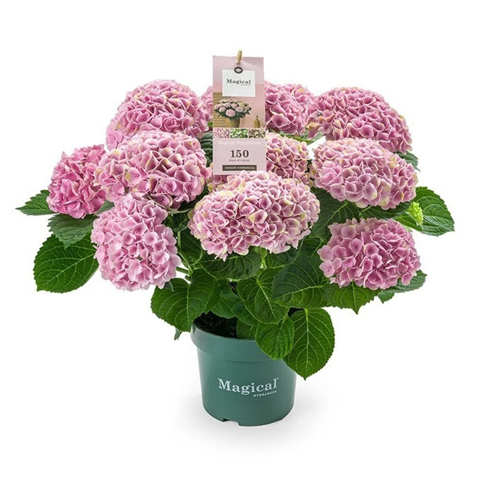 Hydrangea Magical 'voor Binnen' 1 Hydrangea Magical 'voor Binnen'