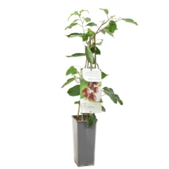 Kiwibes (Actinidia Arguta Ken's Red), In Pot