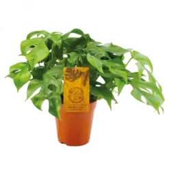 Monstera Minima, In 15cm-pot