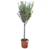 Olijfboom 160cm, In 27cm-pot