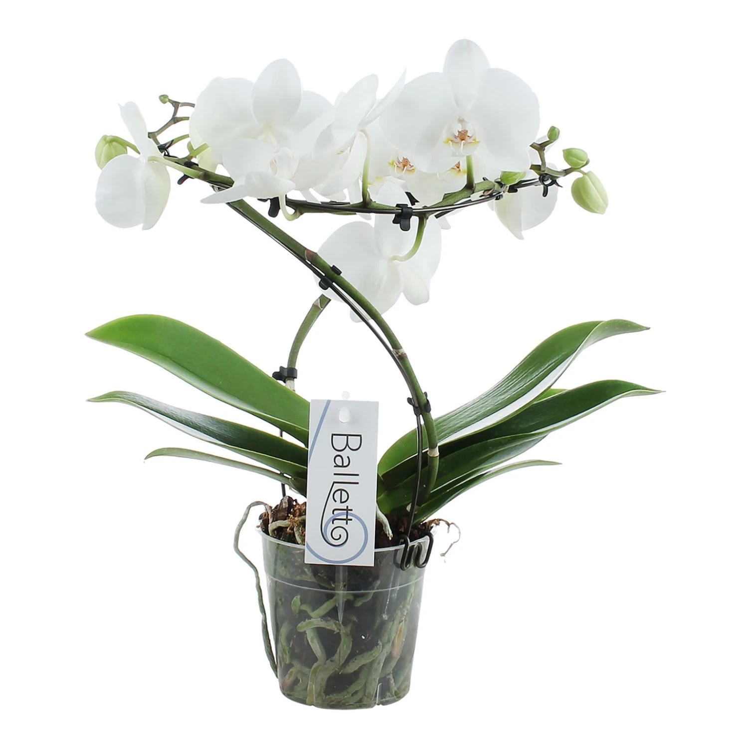 Phalaenopsis Balletto Wing 2 Tak, Minimaal 16 Bloemen 1 Phalaenopsis Balletto Wing 2 Tak, Minimaal 16 Bloemen