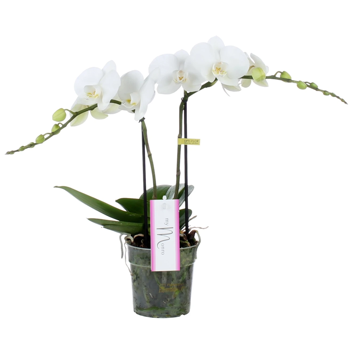 Phalaenopsis MyMonro Blondy 2 Tak, Minimaal 30 Bloemen 1 Phalaenopsis MyMonro Blondy 2 Tak, Minimaal 30 Bloemen