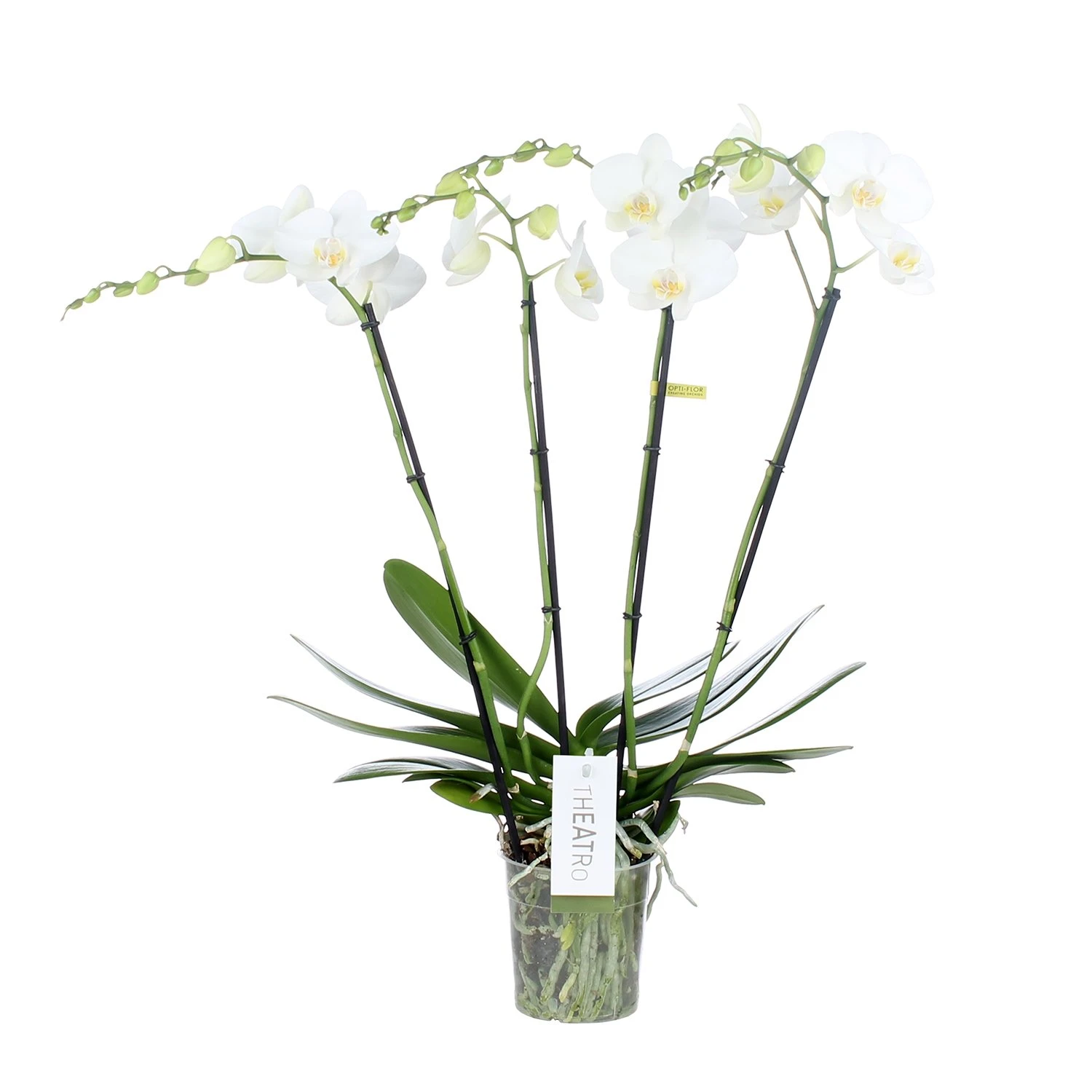 Phalaenopsis Theatro Jazz 4 Tak, Minimaal 21 Bloemen 1 Phalaenopsis Theatro Jazz 4 Tak, Minimaal 21 Bloemen