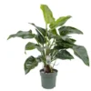Philodendron Green Beauty, In 27cm-pot