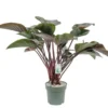 Philodendron Red Beauty, In 27cm-pot