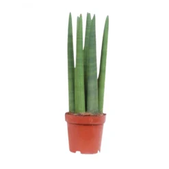 Sansevieria Straight, In 14cm-pot