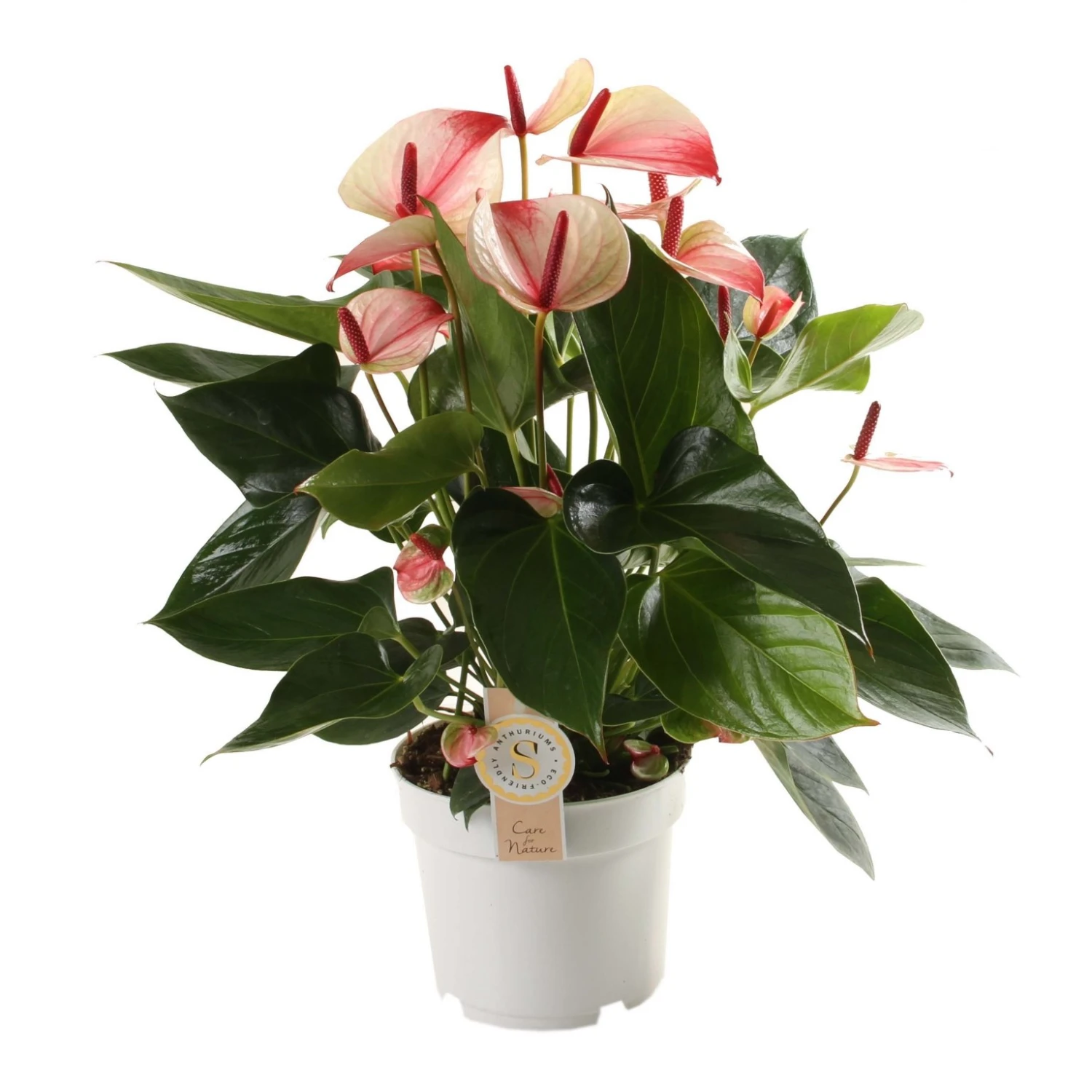 Goedkope Tuin Groei Winkel -Goedkope Tuin Groei Winkel anthurium mistique in 17cm pot 1610982333 l